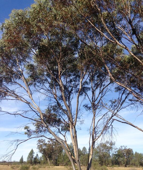  p>白麻利桉(学名: i>eucalyptus dumosa /i> a.cunn.