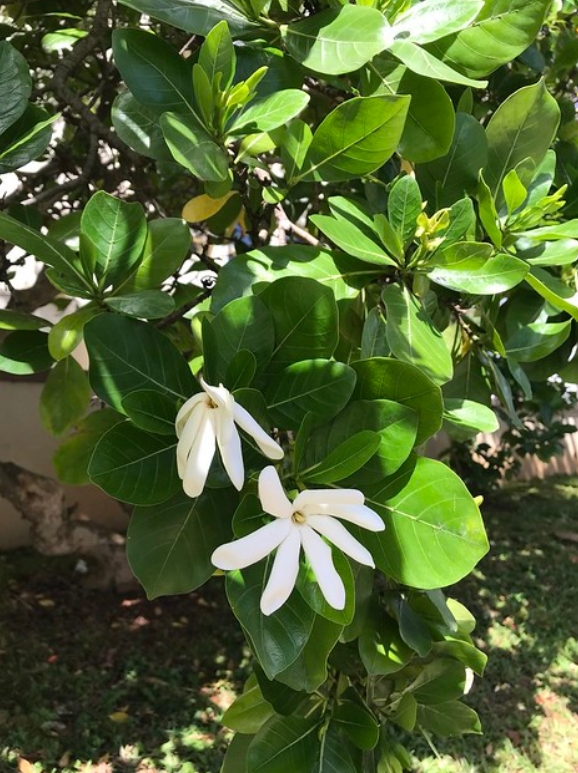 gardenia weissichii