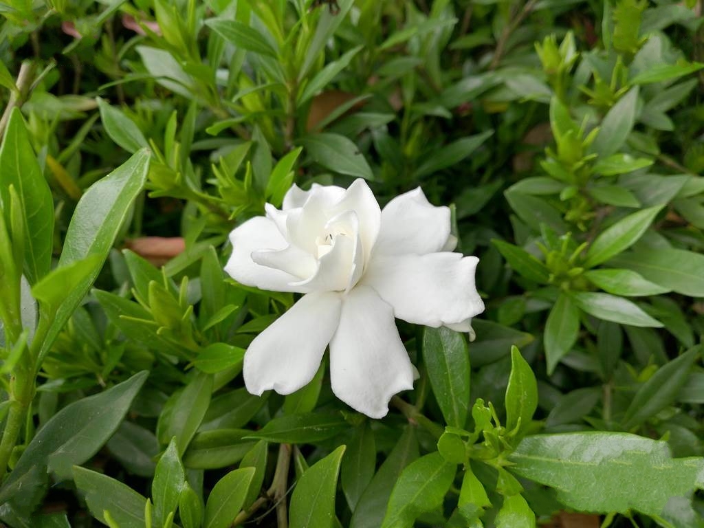 雀舌栀子
