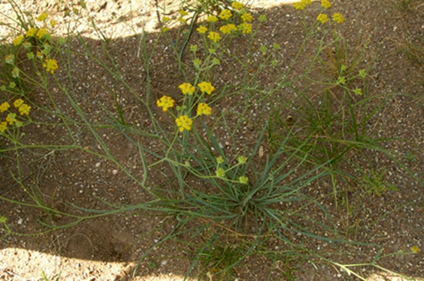  p>锥叶柴胡(学名: i>bupleurum bicaule /i> helm)是伞形科,柴胡属