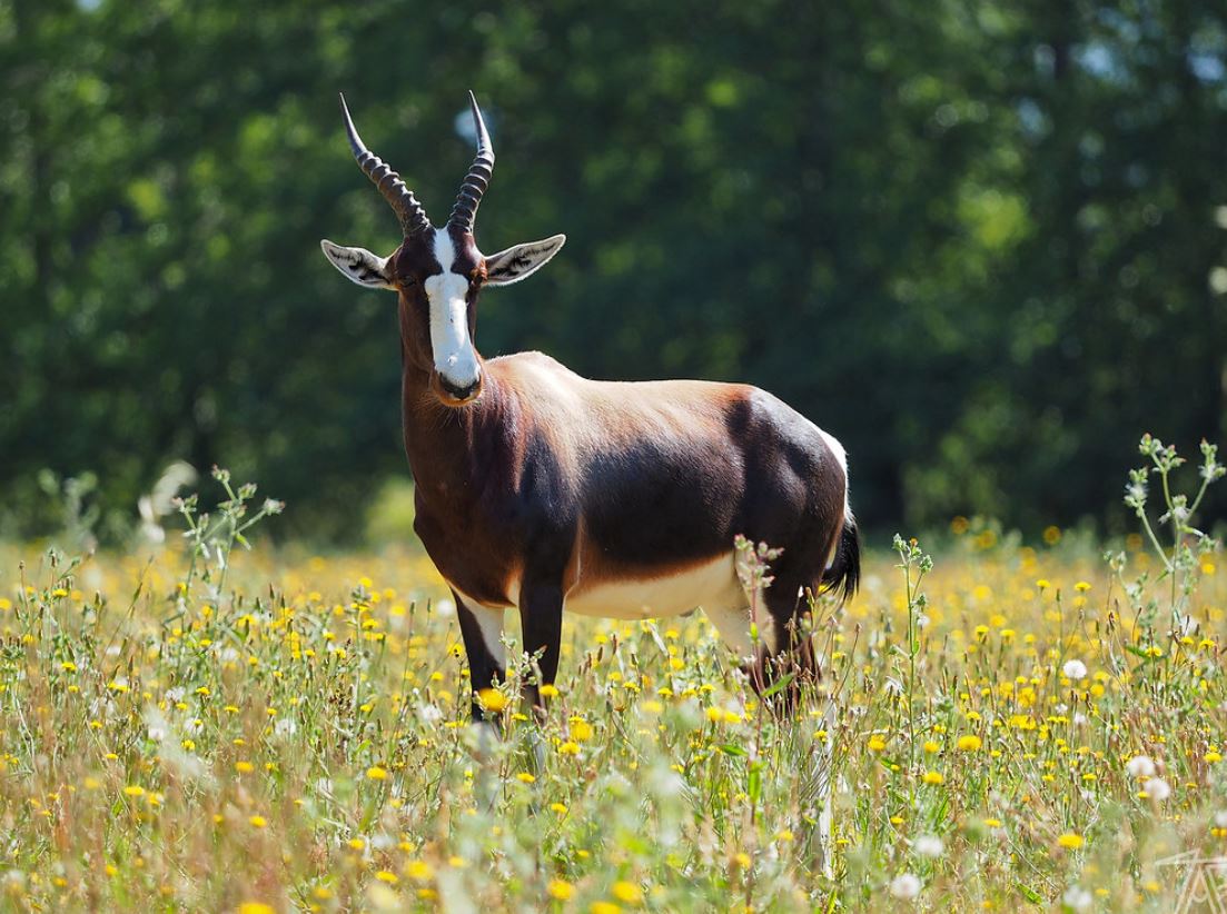 p>白纹牛羚(学名: i>damaliscus pygargus /i>):哺乳纲,牛科,转角