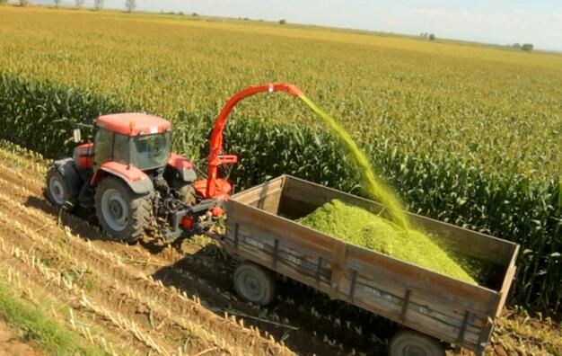 青贮玉米的分类与生产建议