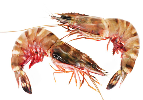 短沟对虾