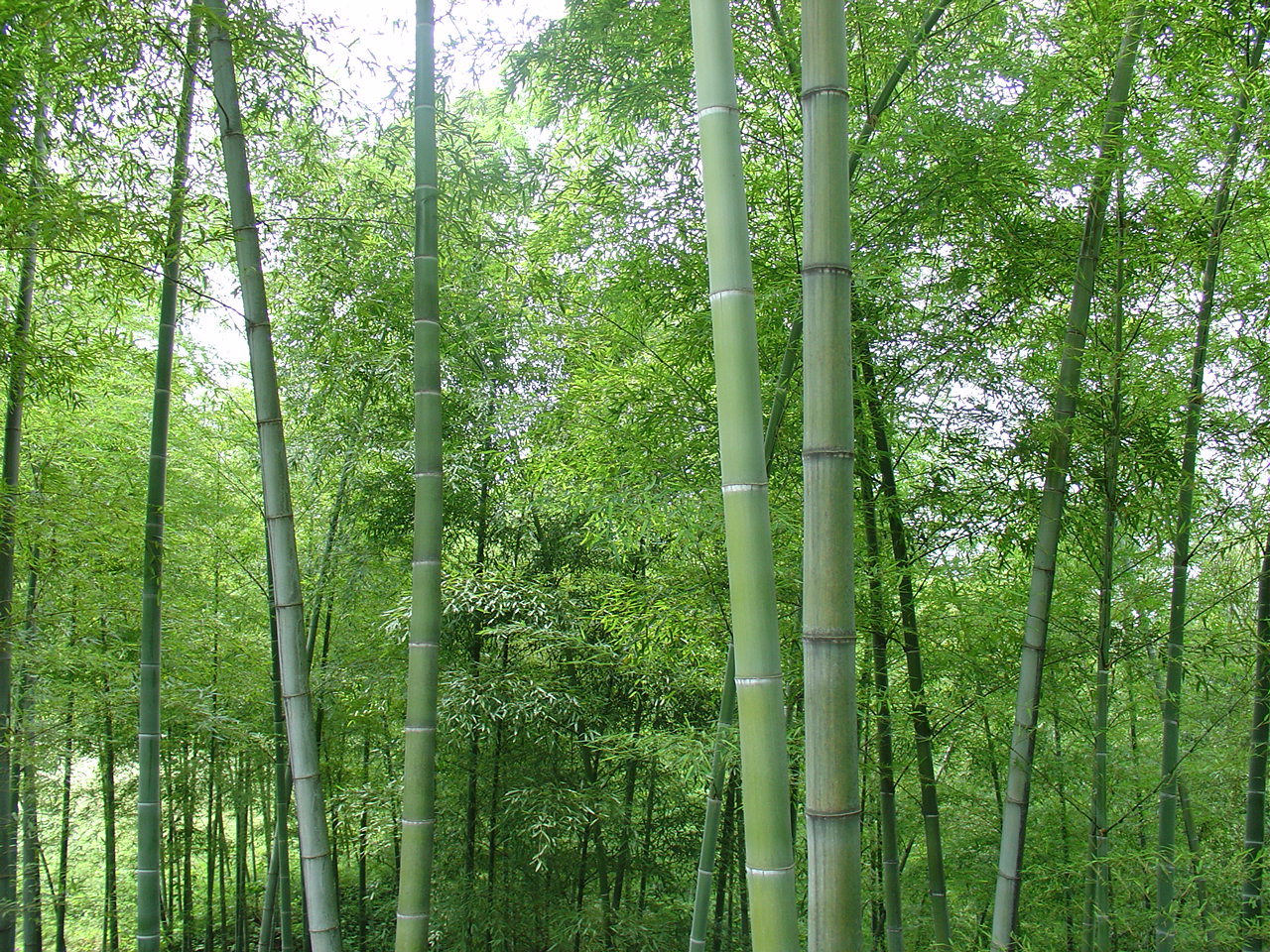  p data-id="gntao9hf5a">毛竹(学名: i>phyllostachys edulis /i>