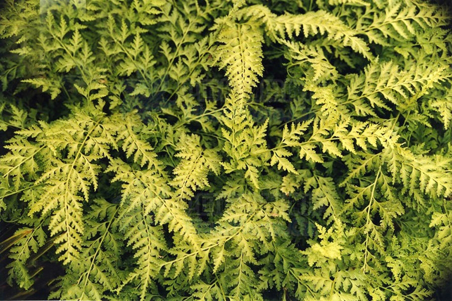  p>溪洞碗蕨(学名: i>dennstaedtia wilfordii /i> (moore) christ)是