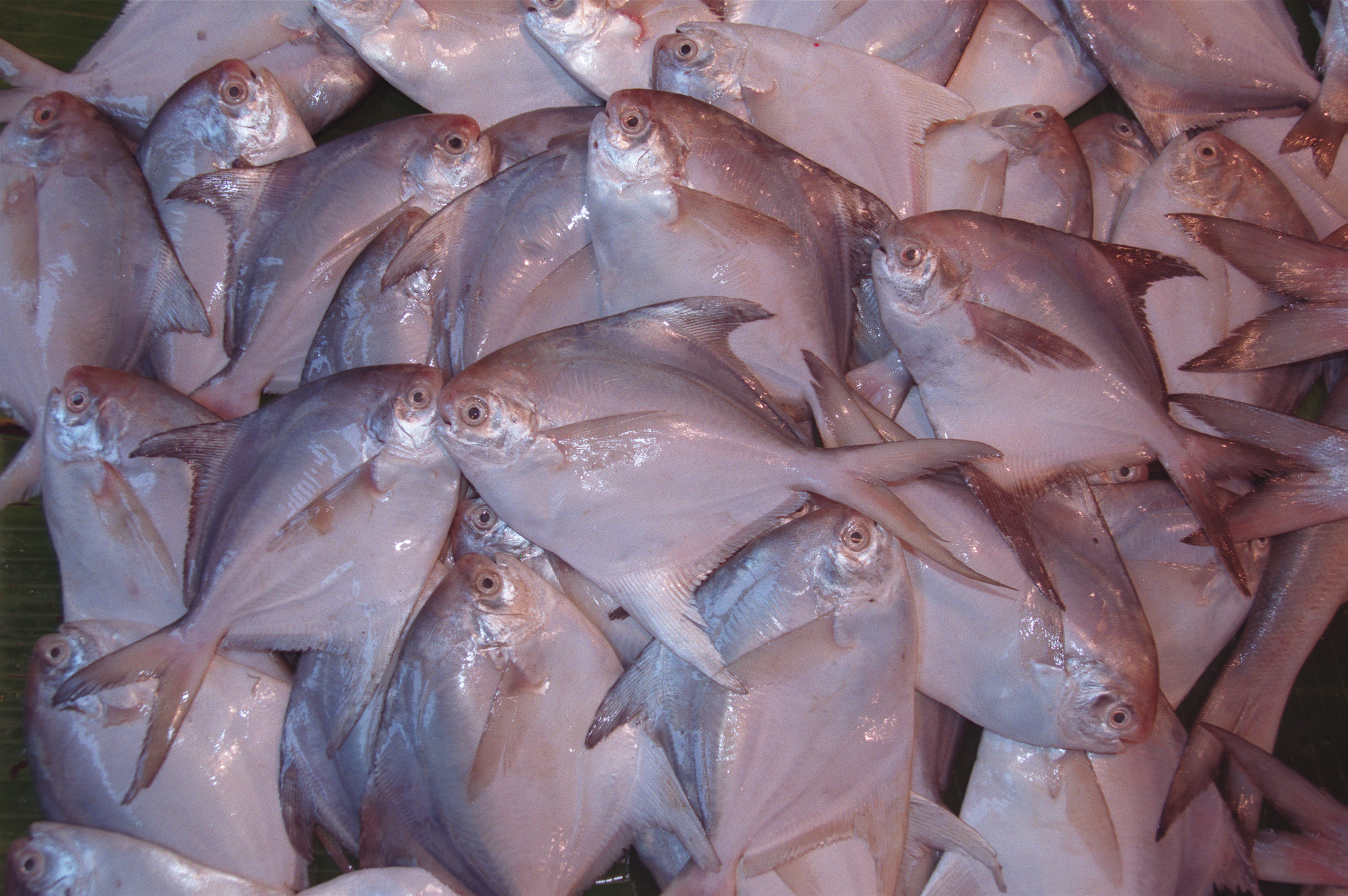  p>银鲳(学名: i>pampus argenteus /i>)是鲳科,鲳属鱼类.