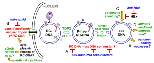 cccDNA_百度百科
