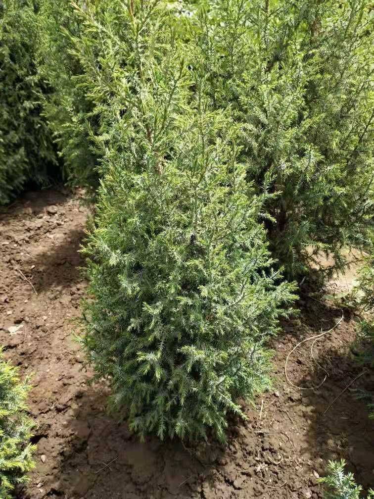 祁连圆柏甘肃民勤种源