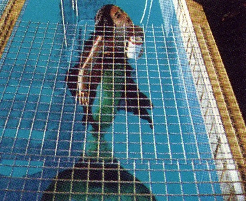 人鱼传说