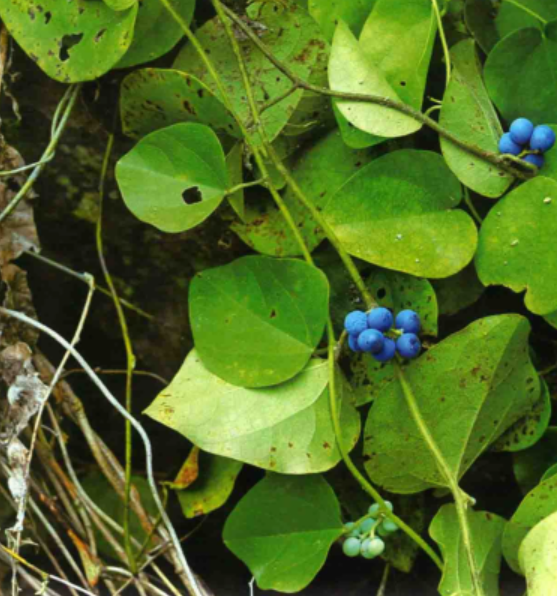  p data-id="tzwbquft9ent">木防己( i>cocculus orbiculatus /i> (l.