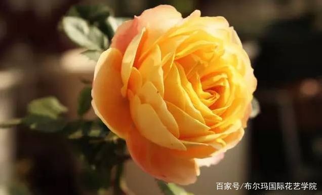 玫瑰品种科普 百科ta说