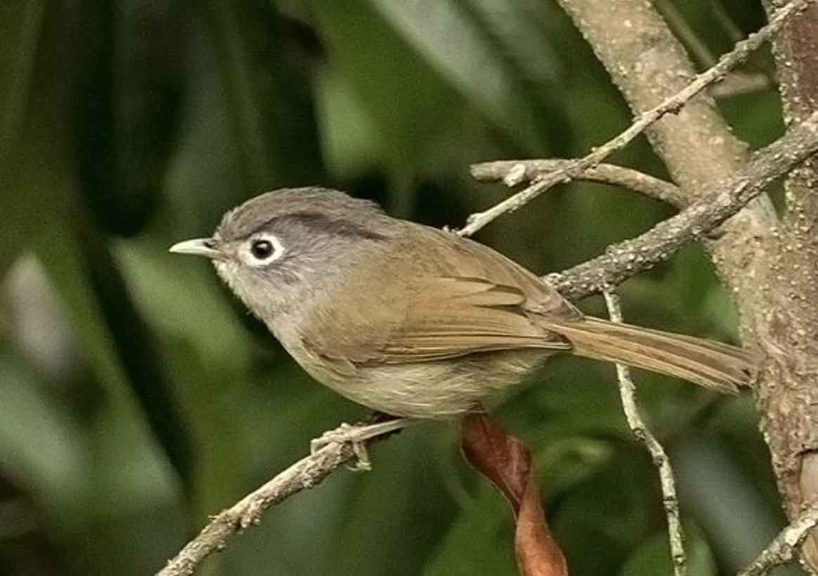  p>白眶雀鹛(学名: i>alcippe nipalensis /i>)是雀眉科,雀鹛属小型