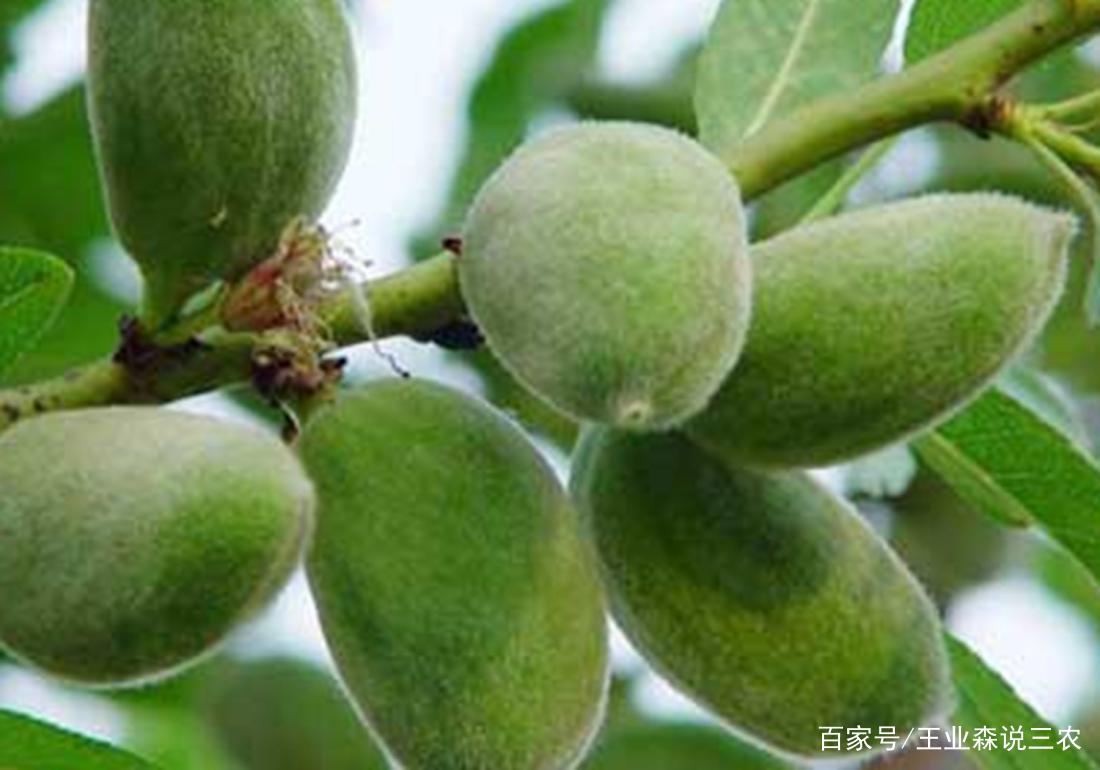 了解扁桃对环境的要求，根据其生长习性，提高栽培效率_百科TA说