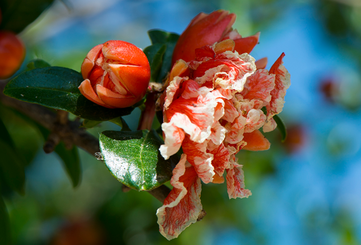  p>石榴属(学名: i>punica /i> linn.):是桃金娘目,千屈菜科的一个属.