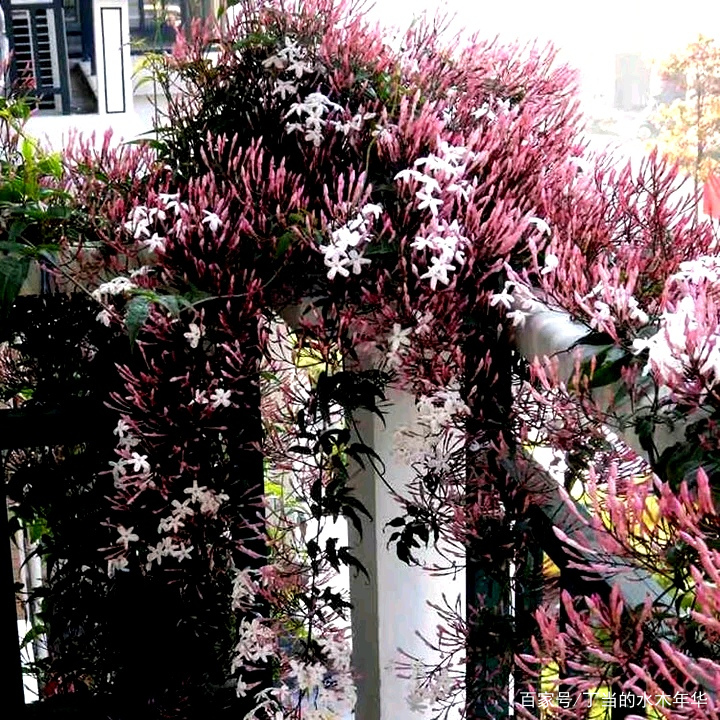 一种唯美的粉色藤本植物 印度尼西亚的国花 素馨花 百科ta说