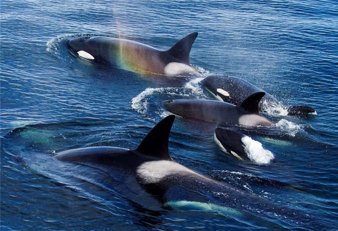 虎鲸敢把鲨鱼当零食吃，常用胸鳍亲热，雄性去别的族群“走婚”_百科TA说