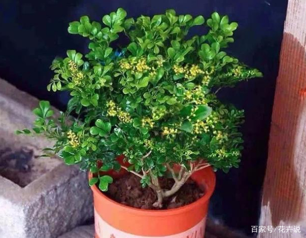5种香水花卉，好养又好闻，你家有养不？_百科TA说