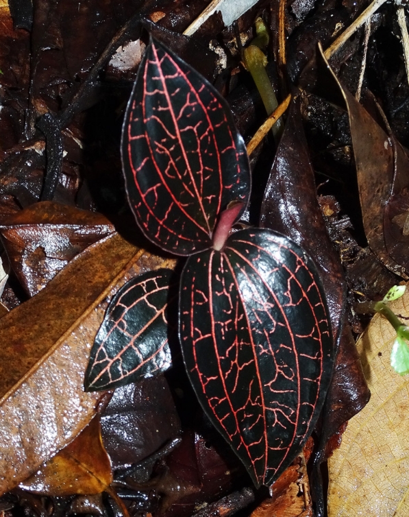  p>金线兰属(学名: i>anoectochilus /i> blume):是微子目,兰科下的一