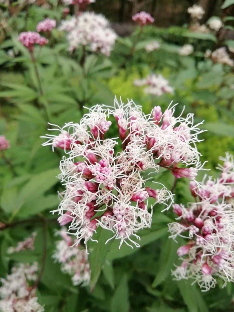 佩兰（菊科泽兰属植物）_百度百科