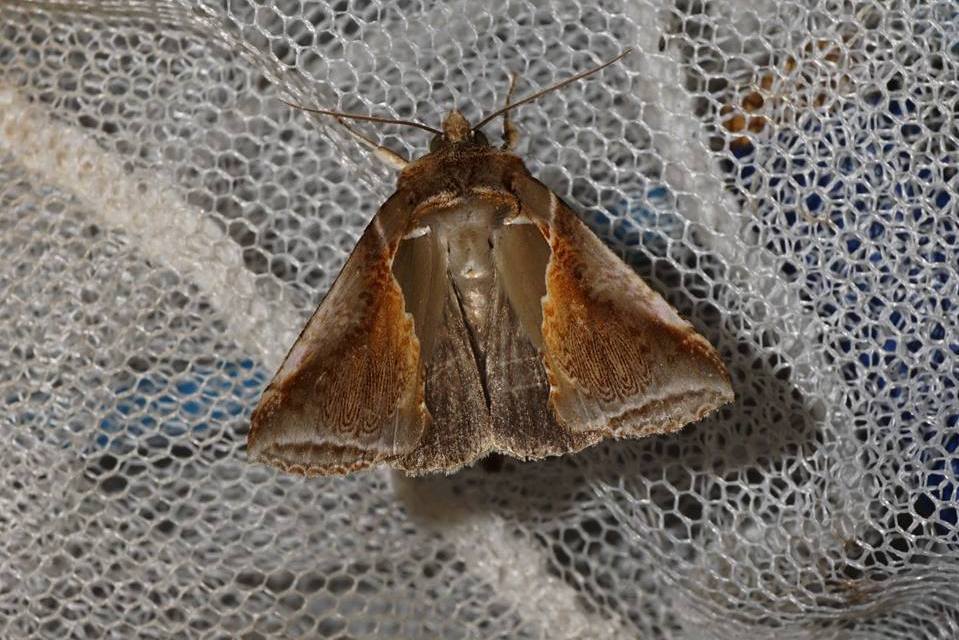 印华波纹蛾西南亚种