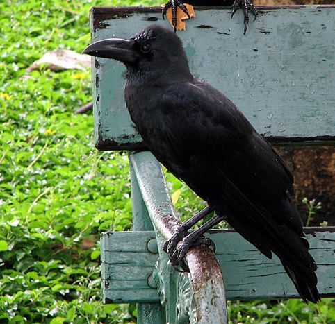  p>大嘴乌鸦缅泰亚种(学名: i>corvus macrorhynchos levaillantii /i