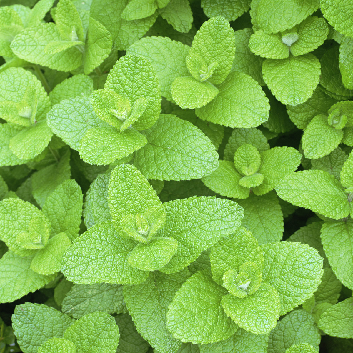 留兰香圆叶薄荷