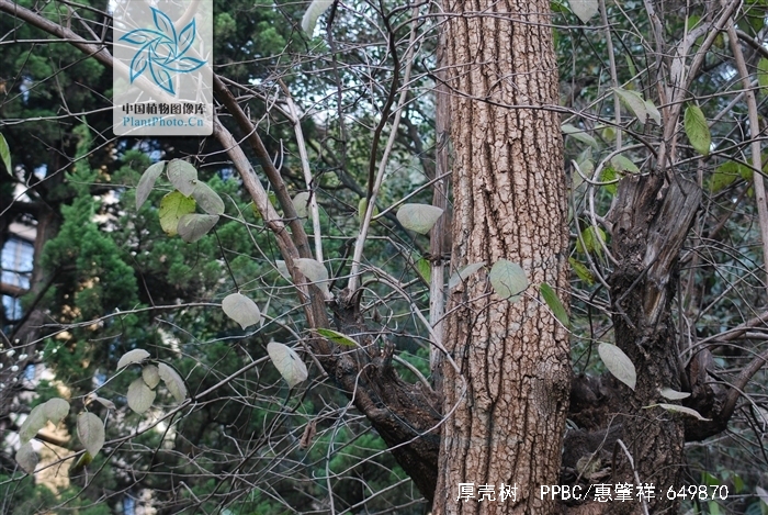 厚壳树