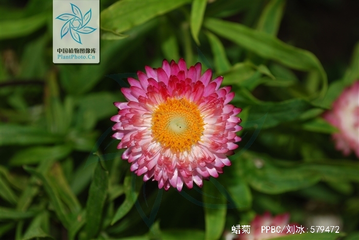 helichrysum bracteatum
