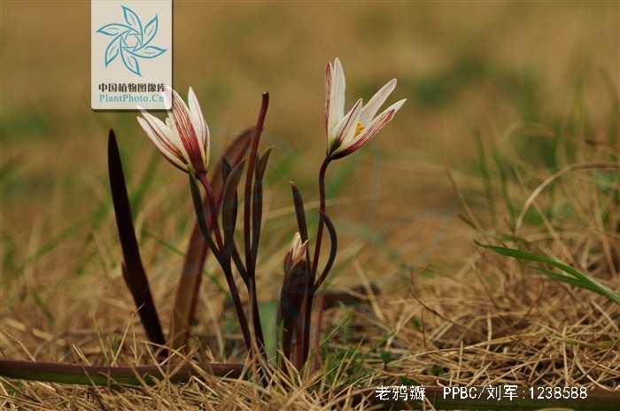  p>老鸦瓣(学名: i>tulipa edulis /i> (miq.
