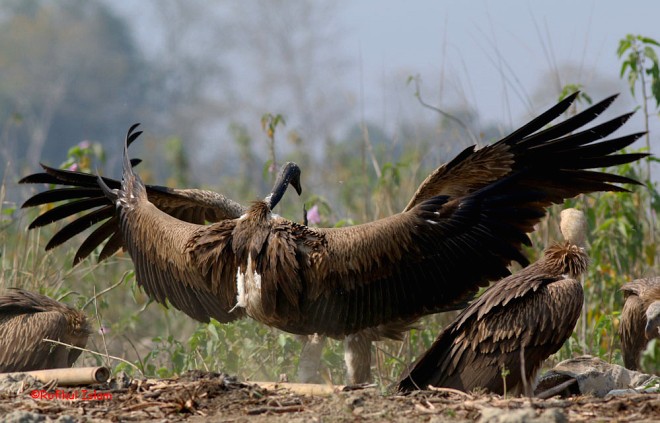 slender-billed vulture