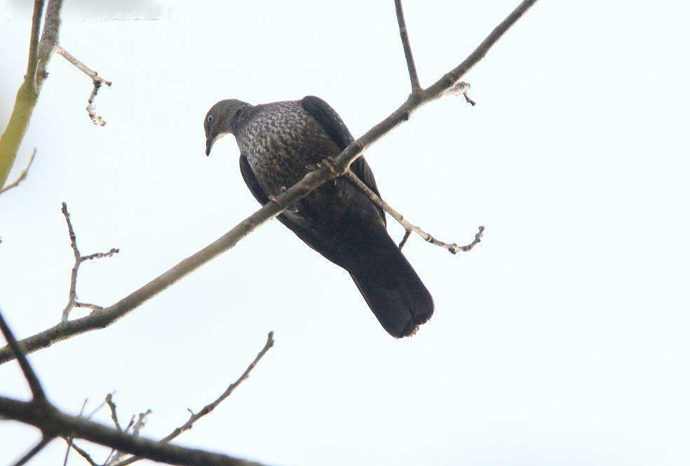  p>体型中等(38厘米)的褐灰色鸽.翼覆羽多具白点.