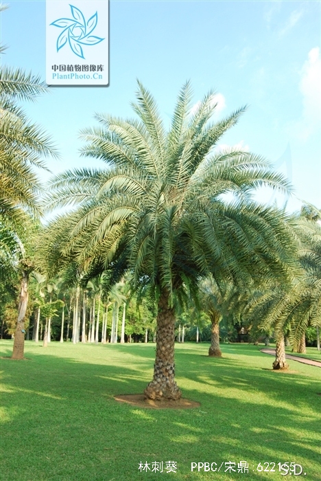 phoenix sylvestris roxb.