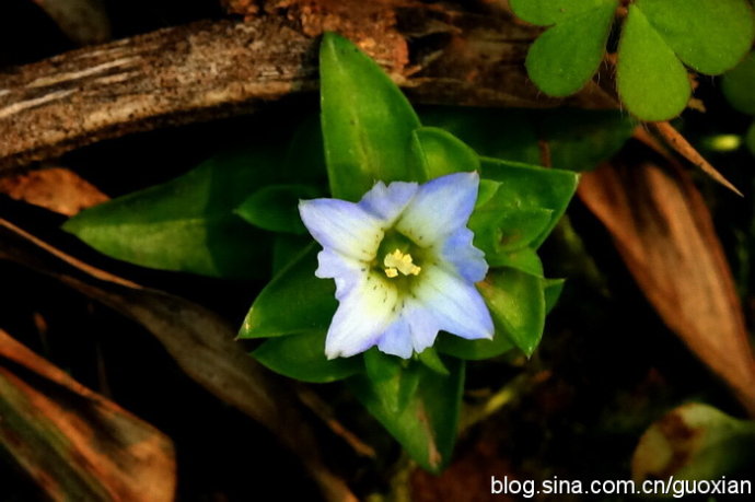  p>灰绿龙胆(原变种),是一种植物,属于 a target="_blank" href="