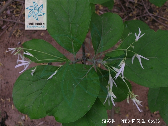  p>流苏树(学名: i>chionanthus retusus /i> lindl.et paxt.