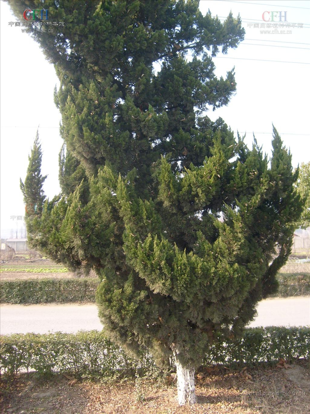  p>龙柏(拉丁学名: i>sabina chinensis /i> (l.) ant. cv.