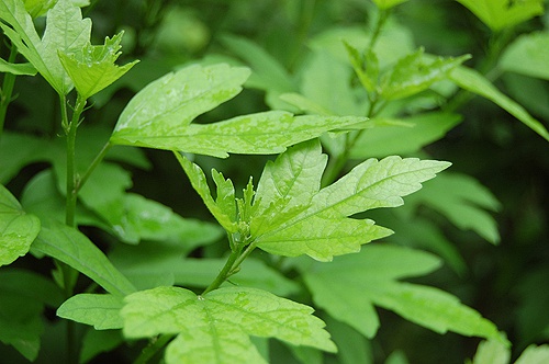  p>木槿属(学名: i>hibiscus zhu.