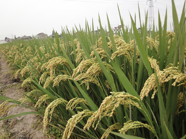  p>嘉优968,籼型三系杂交水稻, a target="_blank" href="/item/南充