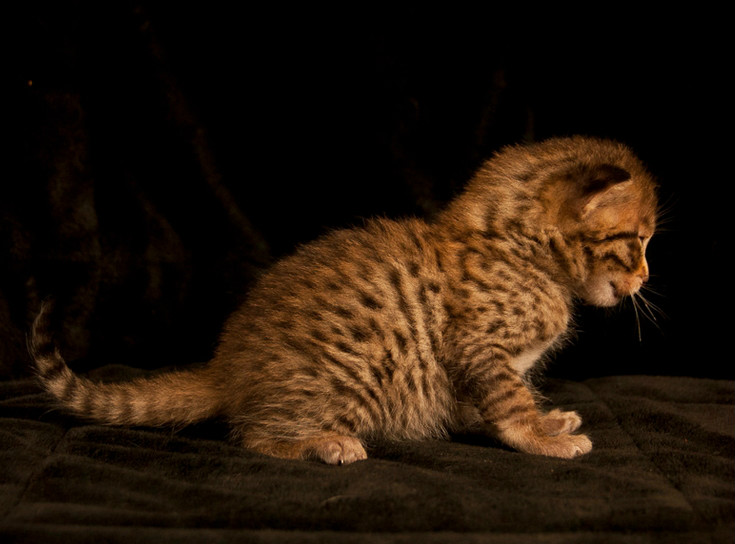 serval /i>),英文名称savannah cat,所以又译作" a href="#">萨凡纳猫