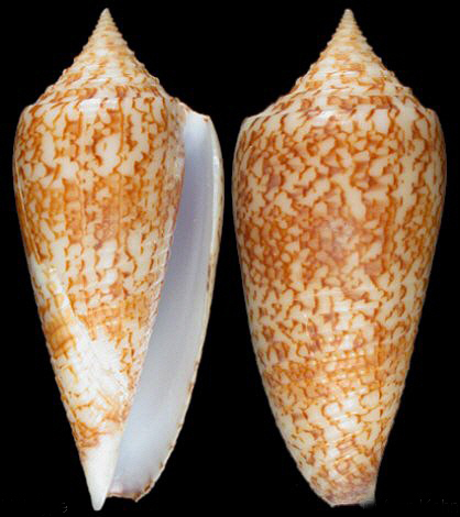  p>富图纳群岛芋螺是一种新腹足目,芋螺科类动物.