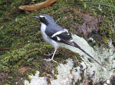 iqn369">灰背燕尾(学名: i>enicurus schistaceus /i>)是一种黑白色 a