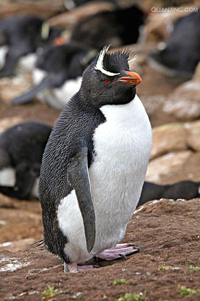  p>冠企鹅属, 是企鹅科的一个属, 也称角企鹅属.