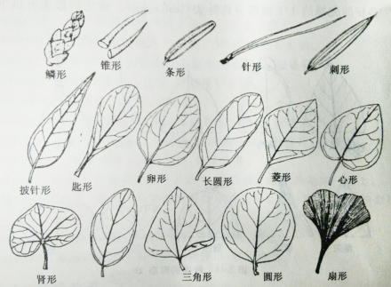 叶（植物的六大器官之一）_百度百科