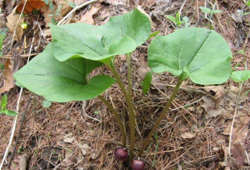  p> b>单叶细辛 /b>(学名: i>asarum himalaicum /i>),为 a href="#">