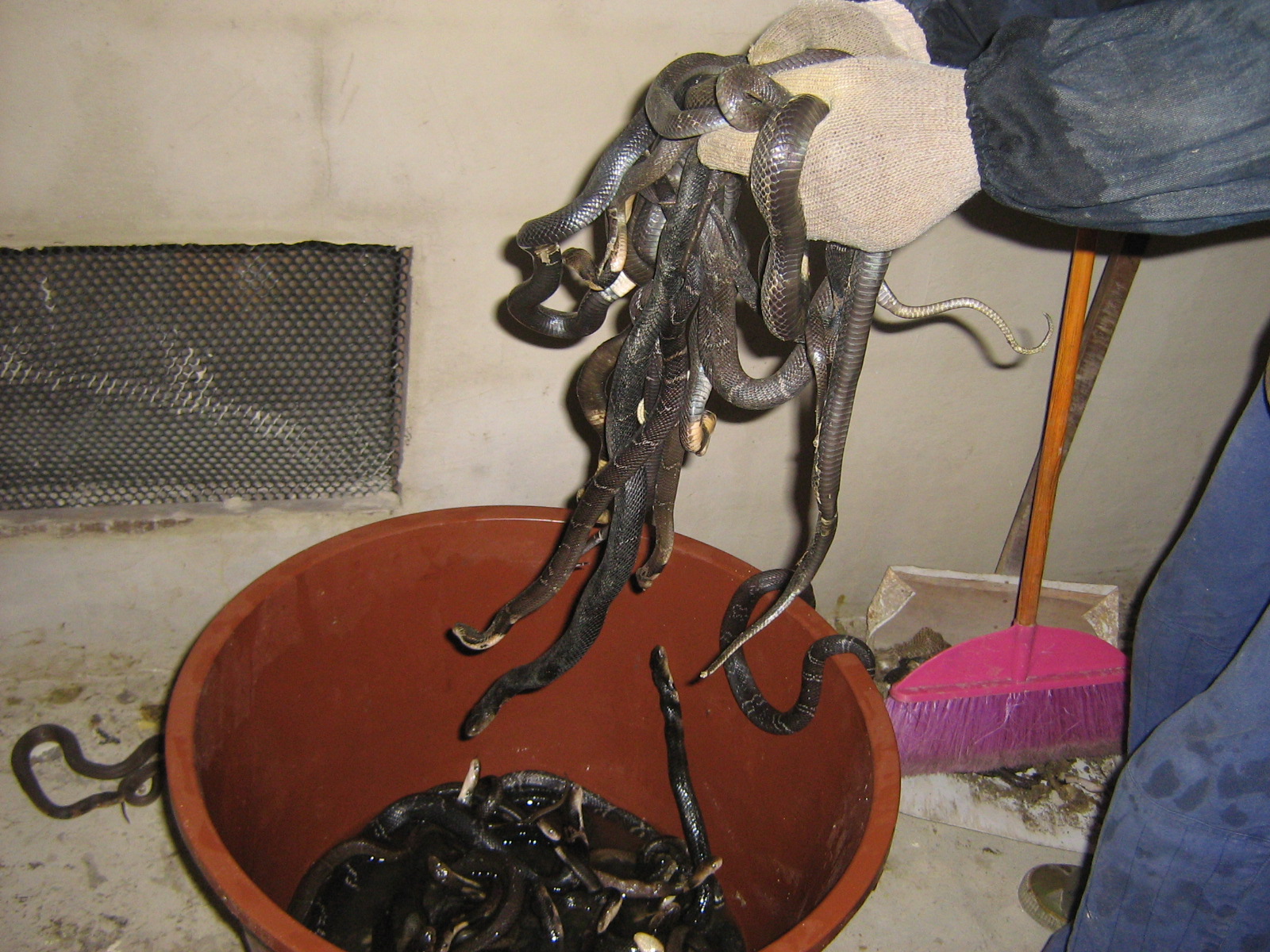  p>真蛇下目是 a target="_blank" href="/ite