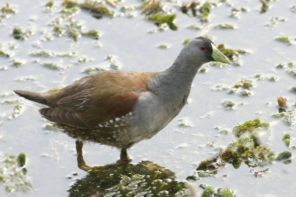  p>斑胁水鸡(学名: i>gallinula melanops /i>)是中型 a target="