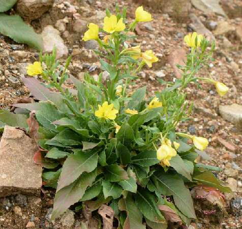  p>月见草油,中药名.为柳叶菜科植物月见草 i>oenotherabiennis /i>l.