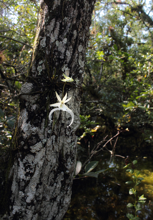 dendrophylax lindenii