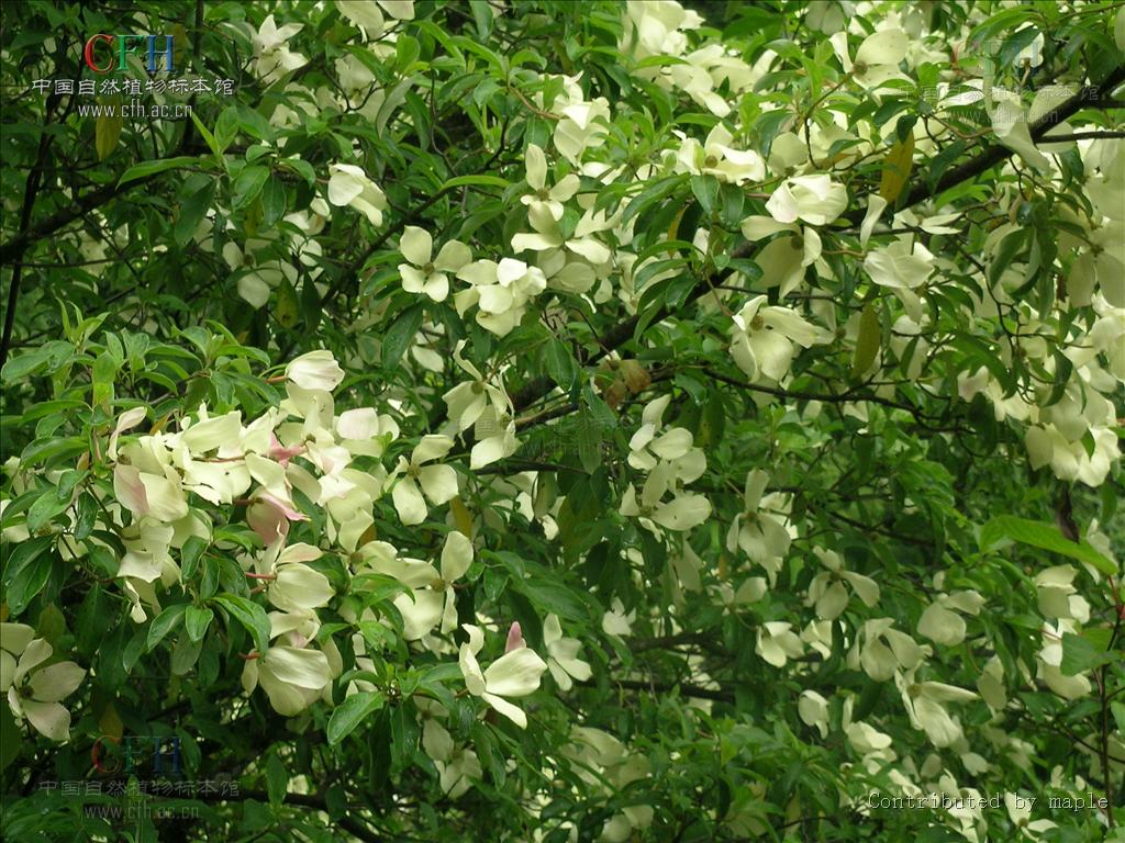  p>头状四照花(学名: i> i>dendrobenthamia capitata  /i>(wall.