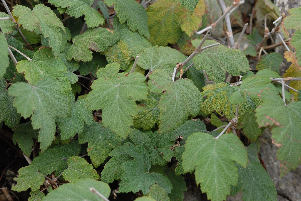 rubus formosensis