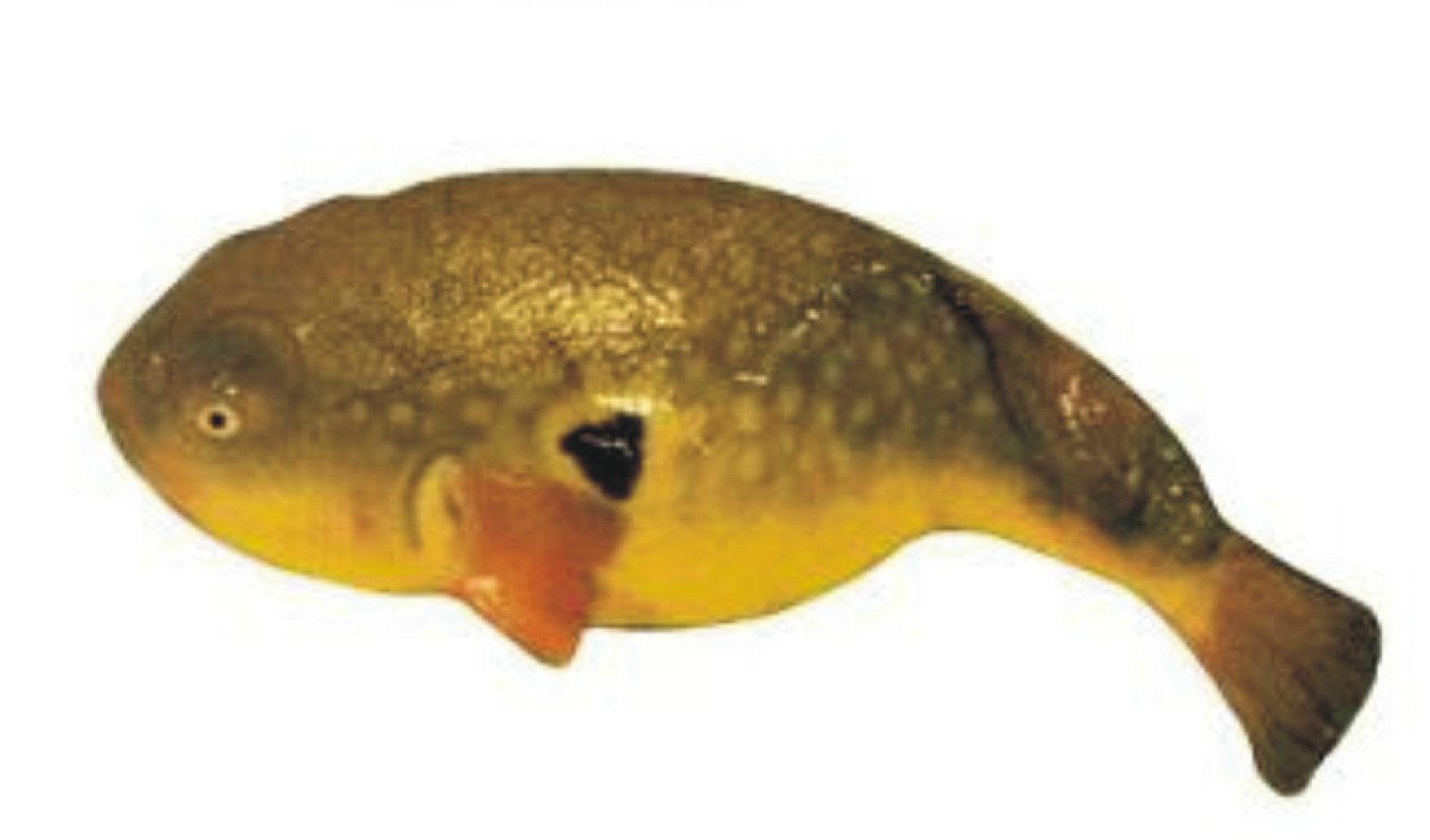 ">学名 /a>: i>takifugu flavidus /i>)为 a href="#">鲀科 /a> a